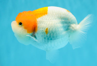 A Grade Super Cute Red White LionQueen 4.5 inches #1201LC_06