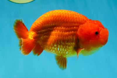 AAA Grade Solid Red LionKing 4.5 inches #052325LC_21