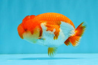 TOMATO A Grade Red White LionQueen 4-4.5 inches #032726LC_17