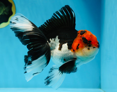 AAA Grade Mustache Tricolor Oranda Male 5.5 inches #020725OR_33