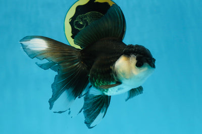 Panda Oranda Female 5.5 inches #100325OR_17