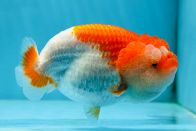 A Grade CHONKY Red White LionQueen 4.5-5 inches #051625LC_36