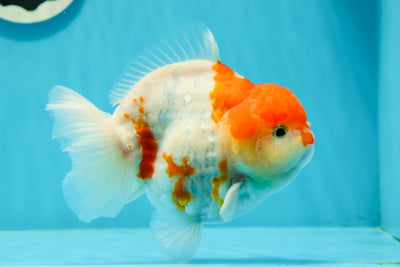 AAA Grade Sakura Yuanbao Male 5 inches #0112YB_16