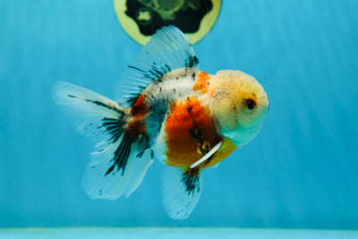 A Grade Chunky Calico Oranda Male 4.5 inches #031425OR_16