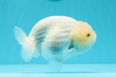 Tancho Red White LionChu Female 4.5 inches #0531LC_11