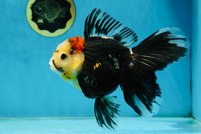 A Grade Tricolor Oranda Female 5.5-6 inches #062725OR_24