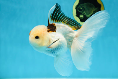 A Grade Tricolor Button Eyes Oranda Male 6 inches #032125OR_11