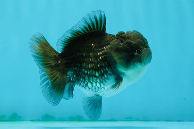 Palourde de qualité A Kirin Yuanbao mâle 3,5 pouces #1124YB_05