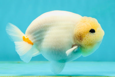 AAA Grade Lemonhead Sakura Button Eyes LionKing 4.5 inches #112224LC_23