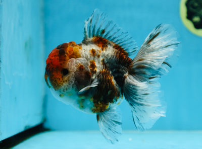 A Grade CHUBBY Calico Kirin Oranda Male 5.5 inches #091225OR_10