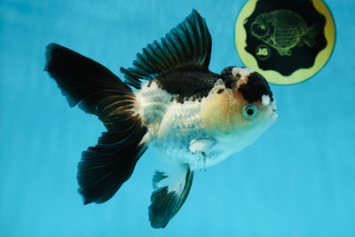 A Grade Panda Oranda Female 5.5-6 inches #032125OR_02