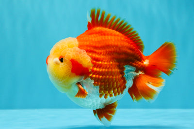 SUPER CUTE AAA Grade Godzilla Red White Yuanbao Male 6 inches #022726YB_02