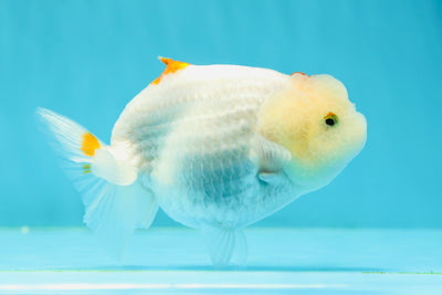 😙 Baby Red Lipstick Shark Lionchu Female 4 inches #0301LC_04