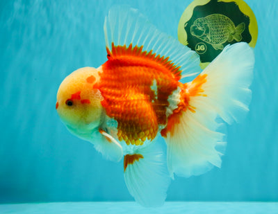 FLUFFY TAIL AAA Grade Super Red White Oranda Male 7.5-8 inches #061926OR_02