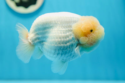 AAA Grade Lemonhead LionKing 5-5.5 inches #0818LC_08