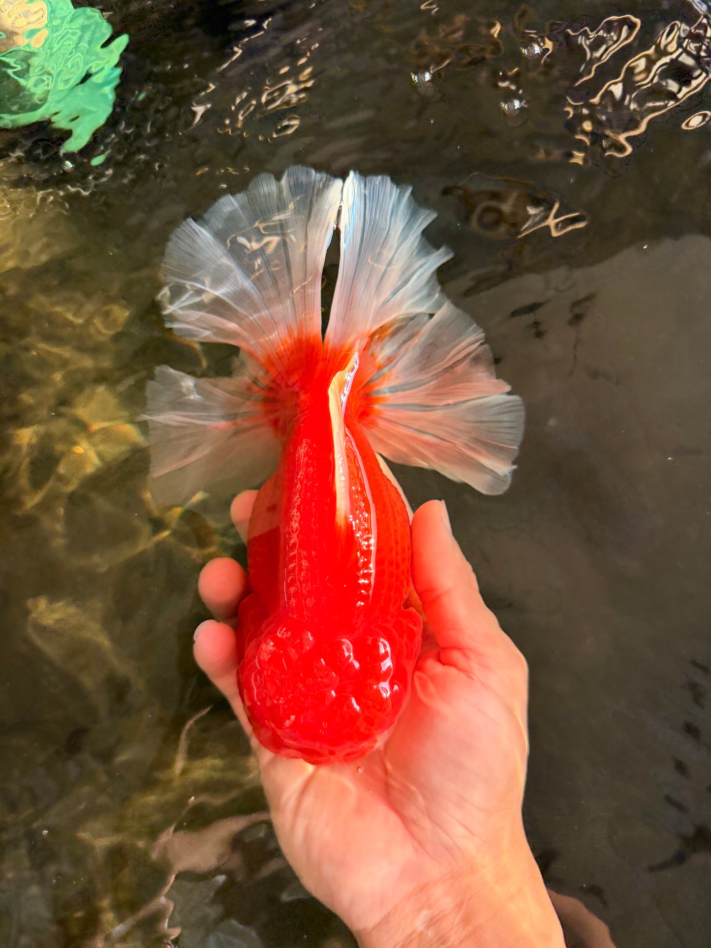 ANGER AAA Grade Broadtail Red White Oranda Male 7 inches #071026OR_05