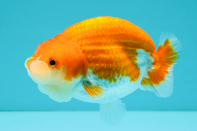 A Grade Red White LionQueen 4-4.5 inches #081426LC_18