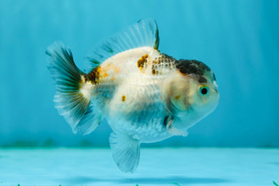 Mâle Yuanbao tricolore de catégorie A 3,5 à 4 pouces #1124YB_07