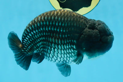 FLUFFY WEN A Grade Black Blue LionKing 5.5 inches #110725LC_16