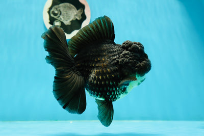 Femelle Oranda noire de catégorie A 5,5 pouces #0301OR_08