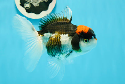 Femelle Oranda tricolore arrondie 5 pouces #122223OR_08