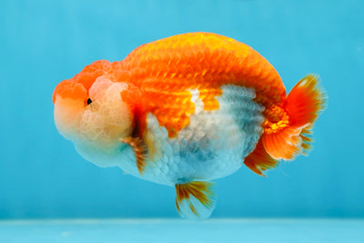 AAA Grade TOP Red White LionQueen 4.5 inches #051625LC_38