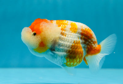 A Grade Fluffy Wen Sakura LionQueen 4-4.5 inches #1027LC_20