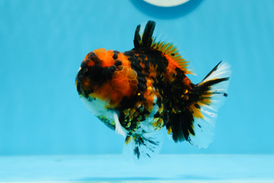 Yuanbao tigre macho brillante de grado AAA de 4 pulgadas #0726YB_21