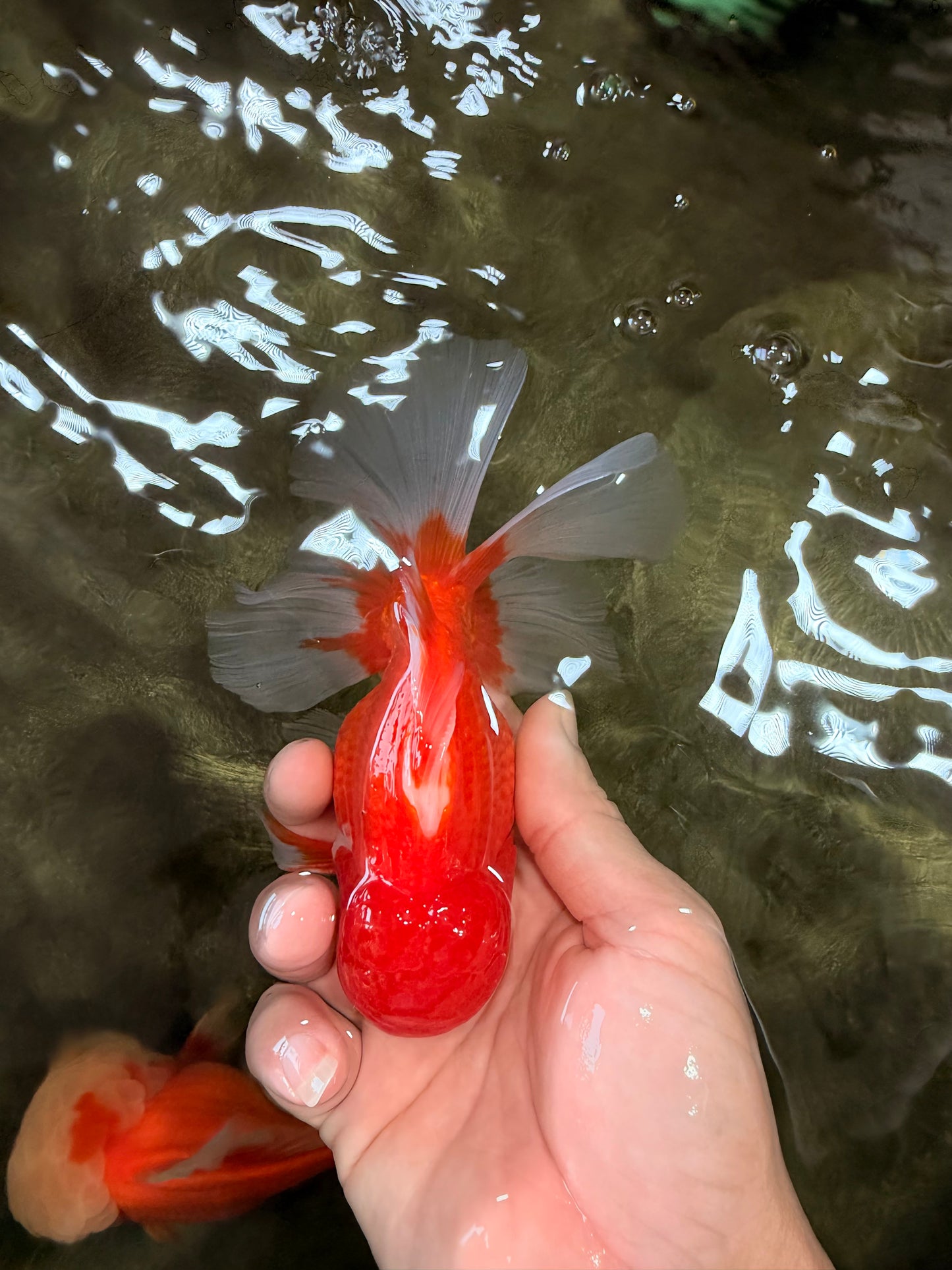 A Grade Red White Oranda Male 5.5 inches #080726OR_08