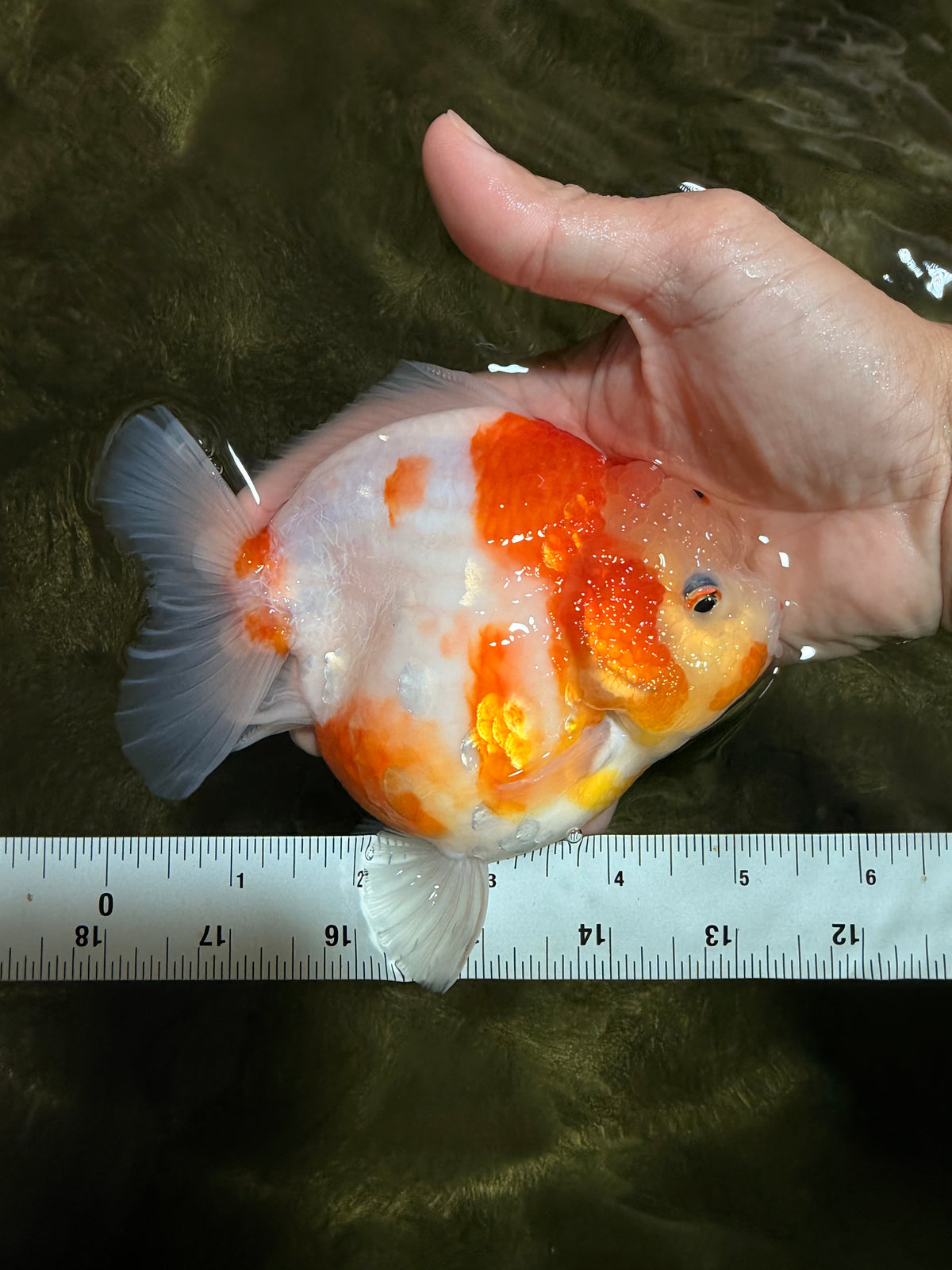 A Grade Kohaku Sakura Yuanbao Female 5-5.5 inches #101626YB_42