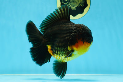 AAA Grade Godzilla Apache Oranda Male 5.5 inches #050925OR_55