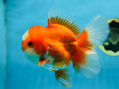 A Grade Jade Head Red White Oranda Female 6 inches #091225OR_13
