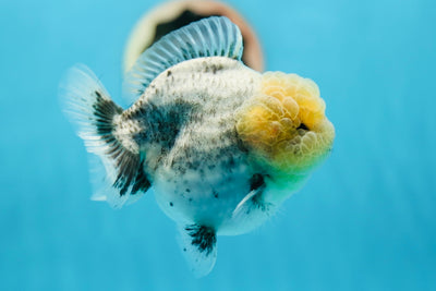 AAA Grade Marble Lemonhead Yuanbao Male 4-4.5 inches #0818YB_04