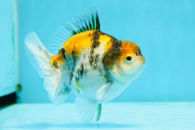 AAA Grade Snow Tiger Calico Yuanbao Male 3.5 inches #1110YB_06