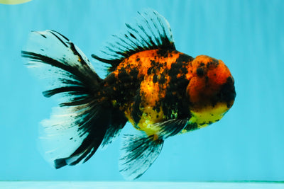 Tiger Oranda Male 6.5 inches #081426OR_02