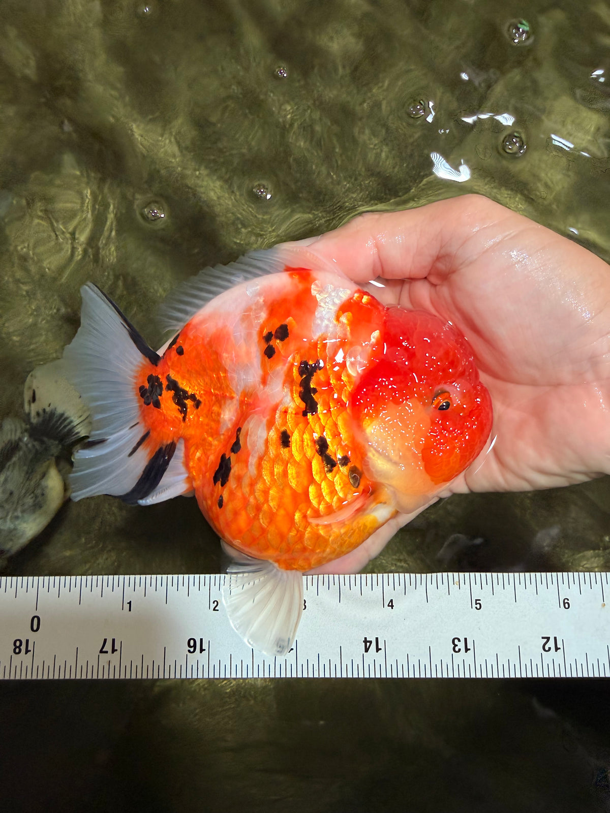 CHARLIE A Grade Kohaku Sakura Yuanbao Female 5-5.5 inches #092526YB_05