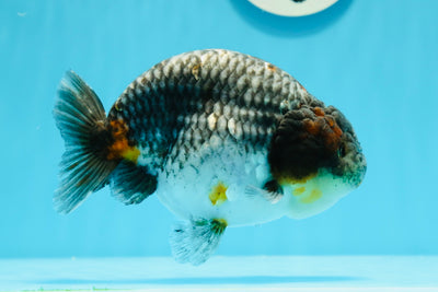 Femelle Ranchu Kirin Blue Base de qualité AAA 5,5 pouces #0503RC_31