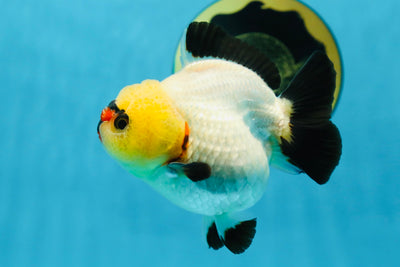 A Grade Pompom Tricolor Button Eyes Yuanbao Female 3.5-4 inches #062725YB_11