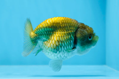 A Grade Blue Neon LionQueen 3.5 inches #0628LC_19