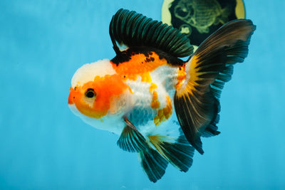 UNIQUE Tricolor Oranda Male 5 inches #100325OR_21