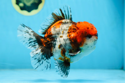 AAA Grade CHUBBY Calico Oranda Male 5.5 inches #082925OR_13