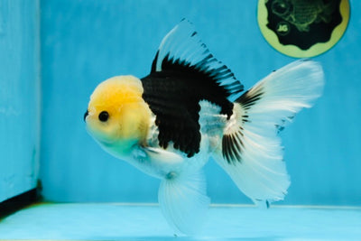 UNIQUE AAA Grade Lemonhead Panda Button Eyes Oranda Male 6 inches #022825OR_03