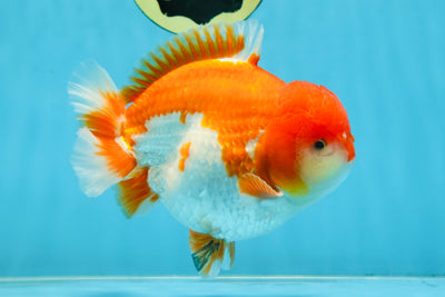 SHOW GRADE Godzilla Red White Yuanbao Male 5.5 inches #101025YB_27