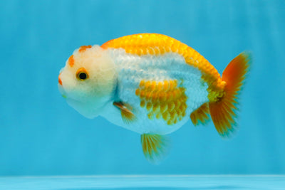 A Grade Cute Orange White LionKing 4 inches #020725LC_11