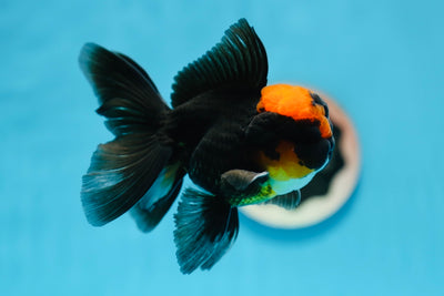 AAA Grade Black Gold Oranda Male 4.5 inches #0922OR_16