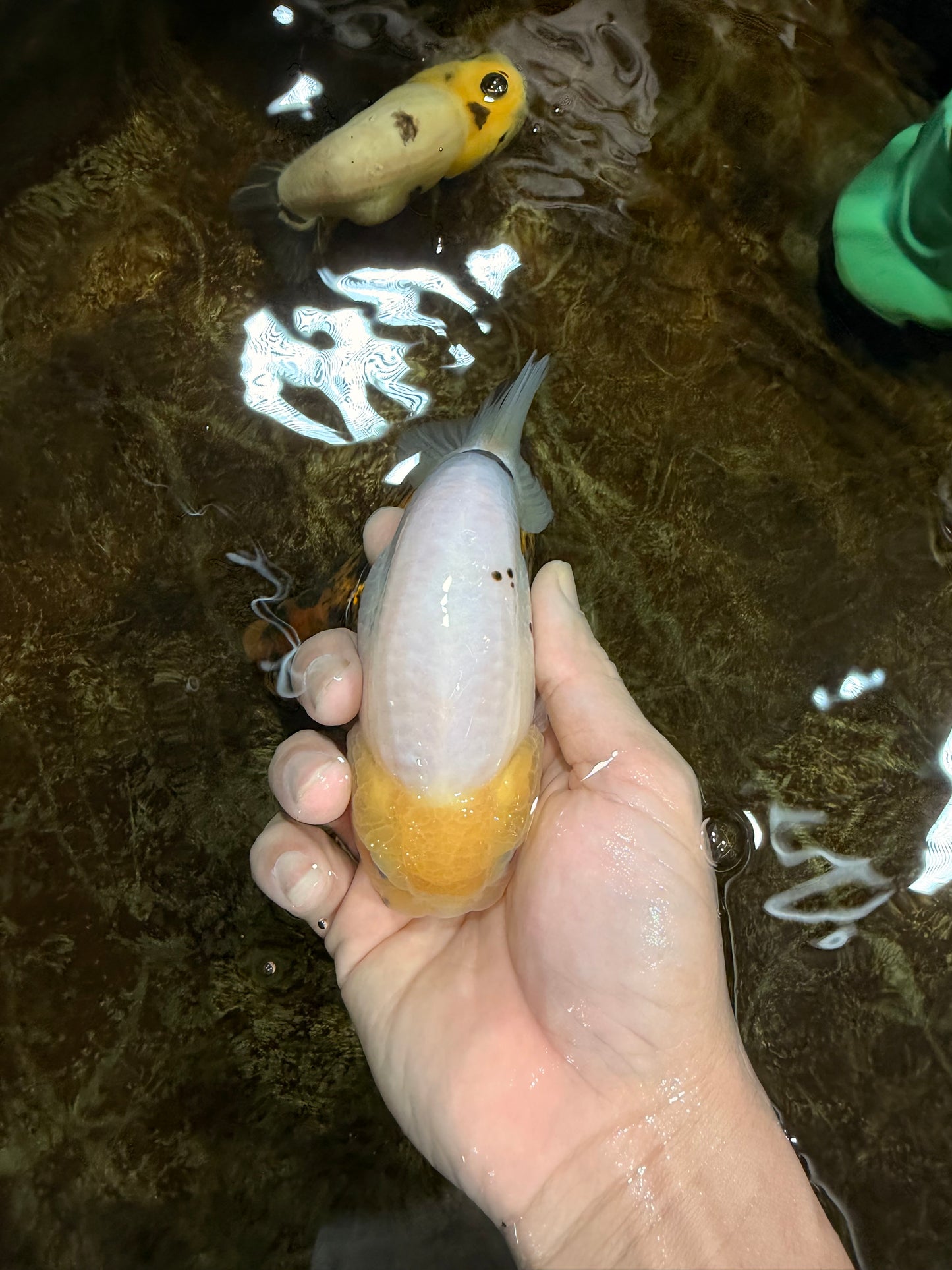 A Grade White Sakura Chinese Ranchu Female 5 inches #112125RC_17