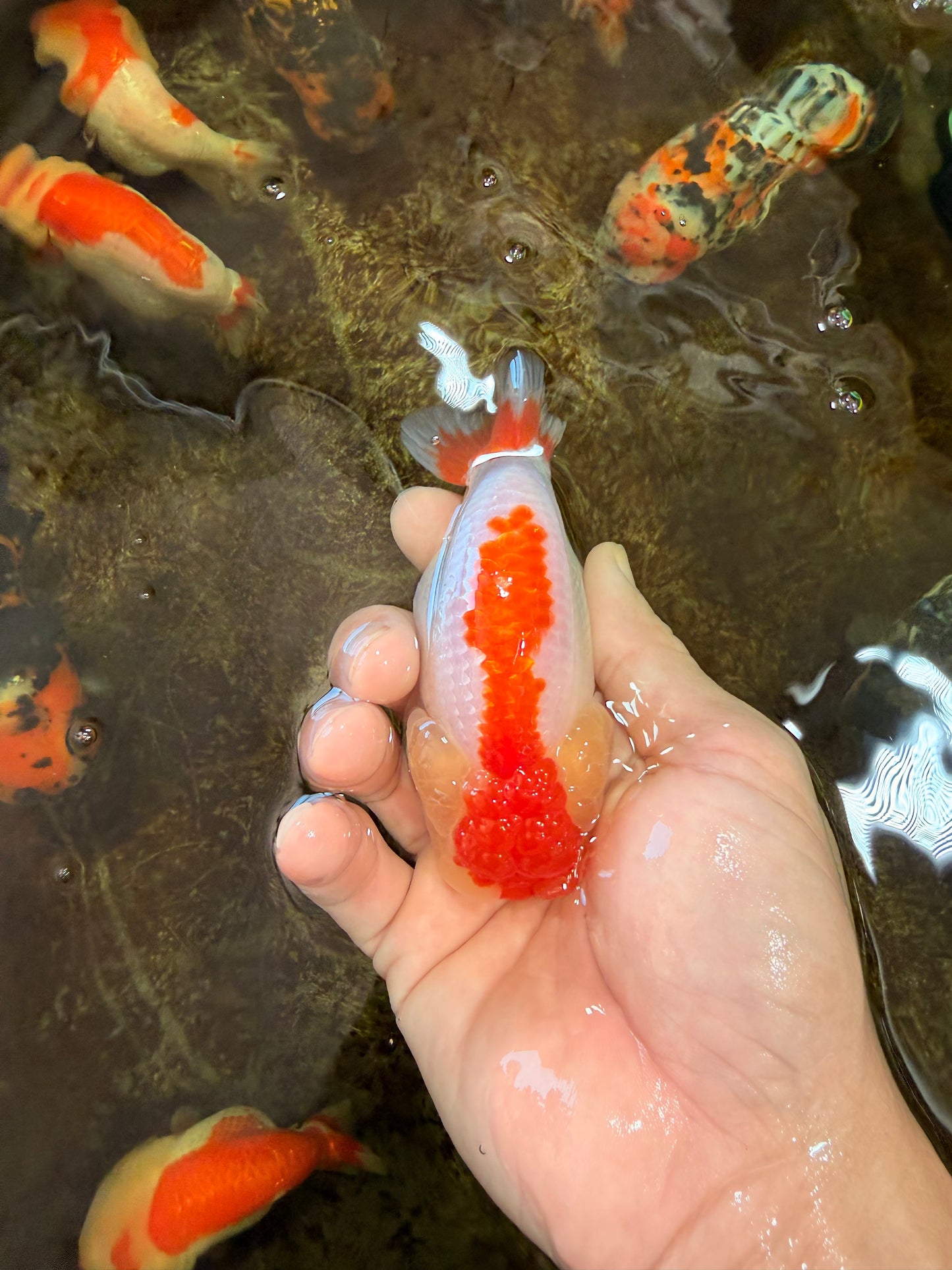 AAA Grade Young Red White LionQueen 4 inches #101025LC_01