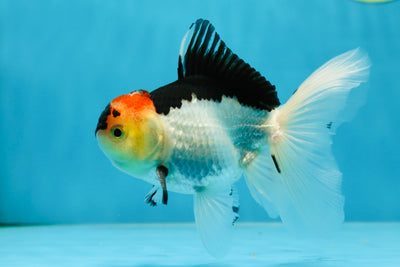 A Grade Angry Bird Tricolor Oranda Male 4.5-5 inches #053025OR_14