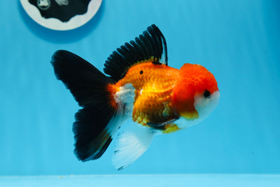AAA Grade Tricolor Oranda Male 4.5-5 inches #0712OR_13