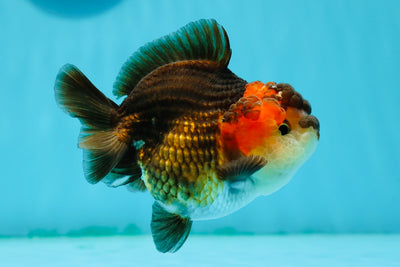 Femelle Yuanbao tricolore de catégorie A, 4 pouces #1124YB_04